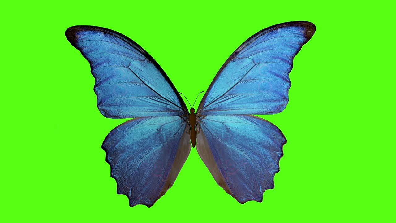 farfalla batte le ali. farfalla su uno sfondo verde. rendering 3d