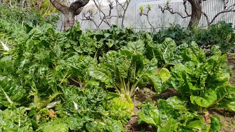 Watering-the-vegetable-garden-in-the-backyard