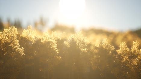 Bosque-De-Pinos-Al-Amanecer-Con-Cálidos-Rayos-De-Sol