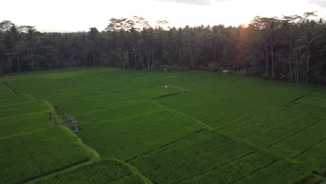 Video-Aéreo-En-Un-Increíble-Campo-De-Arroz-Paisajístico-En-Terrazas-De-Arroz-Jatiluwih,-Bali,-Indonesia,-Con-Un-Dron,-Sobre-Terrazas-De-Arroz-En-Un-Hermoso-Campo-De-Arroz-De-Día