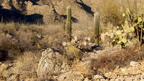 toma manual inclinándose desde las plantas del desierto hasta una montaña rocosa.