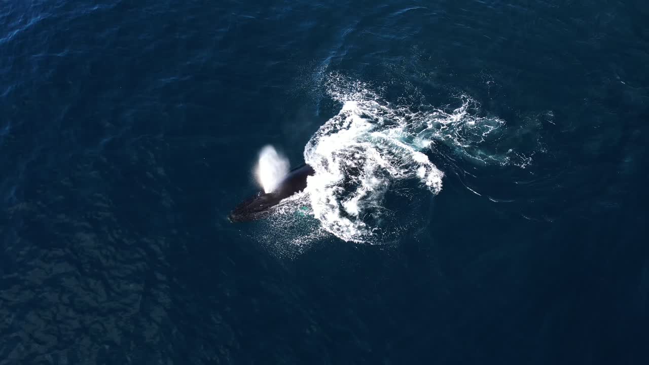 Humpback having fun pectoral slapping after a breach near Dana Point California