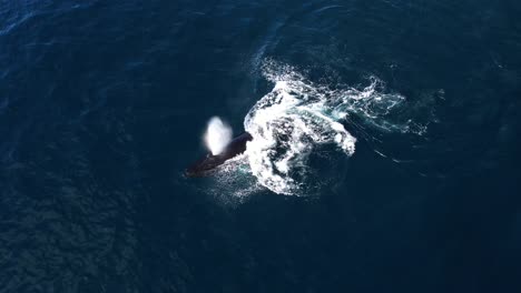 Humpback-having-fun-pectoral-slapping-after-a-breach-near-Dana-Point-California