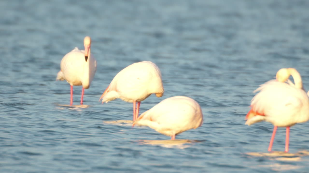 델타 플라밍고 30