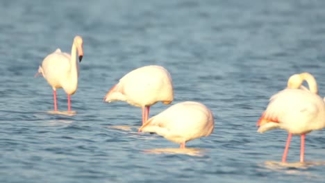 Flamencos-Delta-30