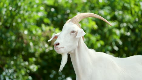 male saanen goat swiss breed head close-up against leafy tree in summer farm