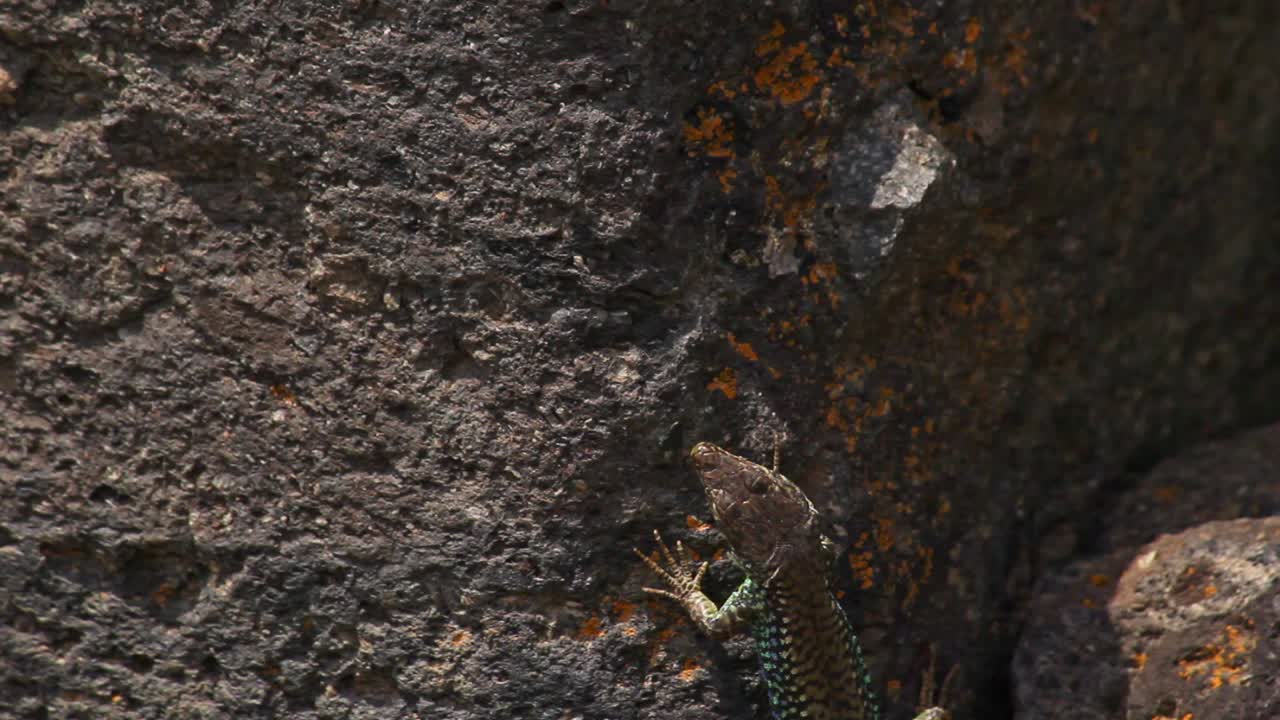 lagarto marrón trepa una pared de piedra oscura de textura áspera, la vida silvestre se acerca