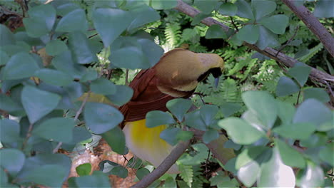 A-peep-of-the-bird-of-paradise