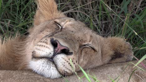 a sleeping lion's head, flies crawling over it as it lies in the savanna grass