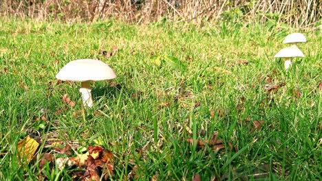 three snowy waxcaps