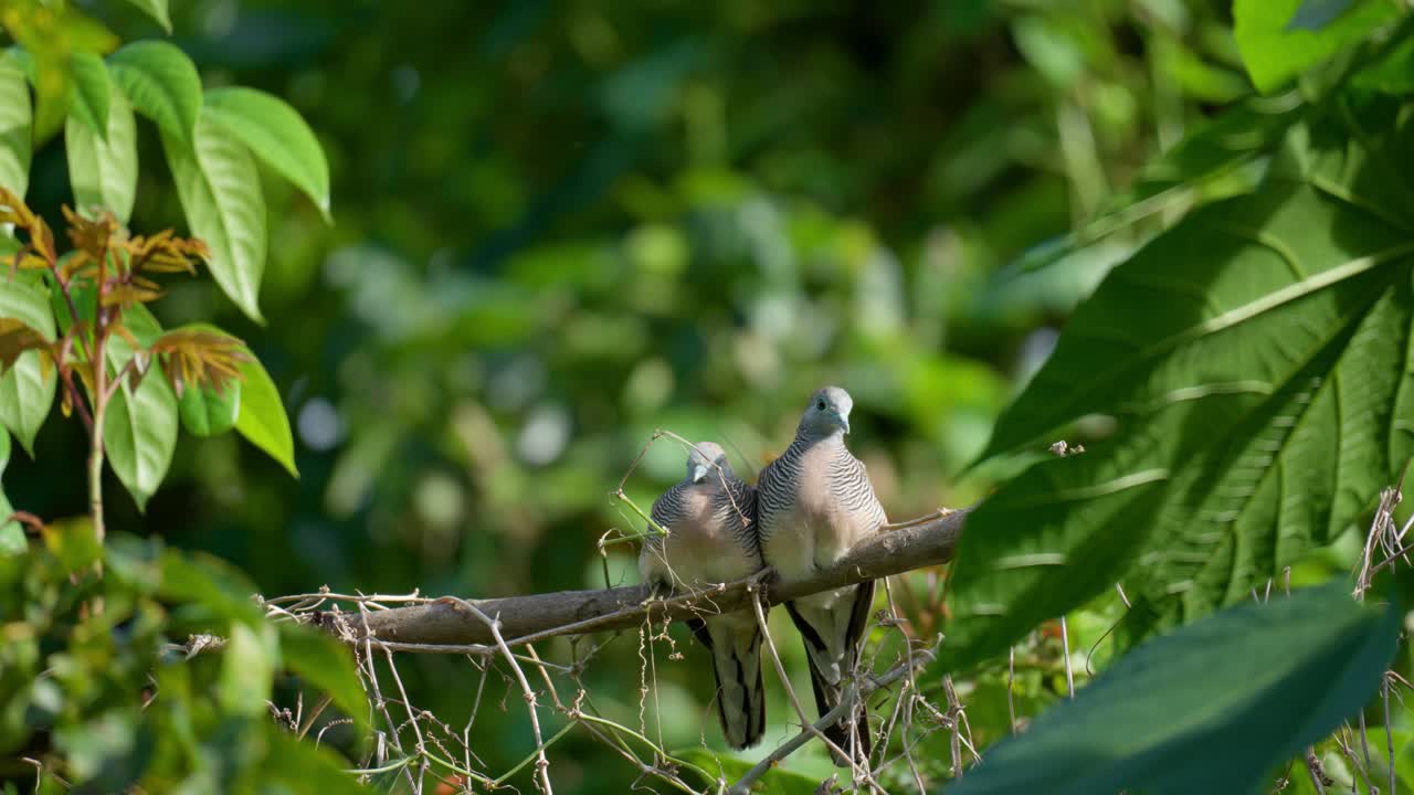 Couple of Zebra Doves Relaxing on Tree Branch in Tropical Forest