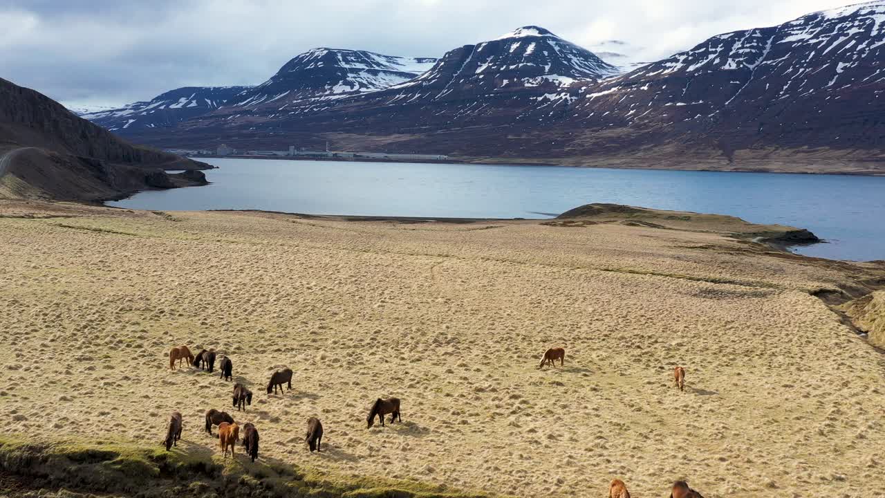 fotografía aérea de caballos islandeses pastando junto a un fiordo con montañas cubiertas de nieve en el fondo