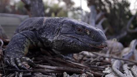 black throated monitor lizard walking over dry twigs slomo flicking tongue