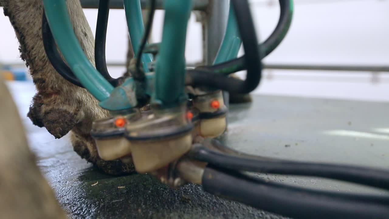 Equipment for milking cows. Cow milking machine. Milking process