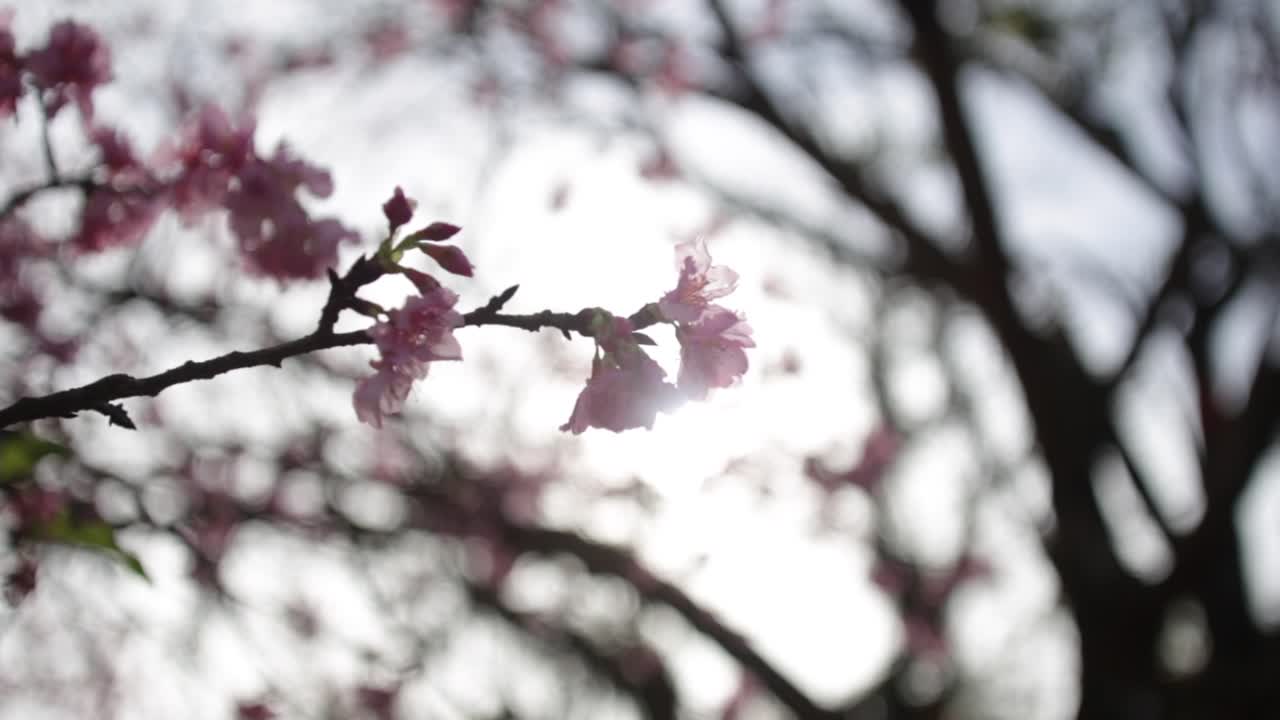 Extreme close up of cherry blossoms with sun flare