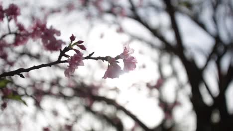 extreme close up of cherry blossoms with sun flare