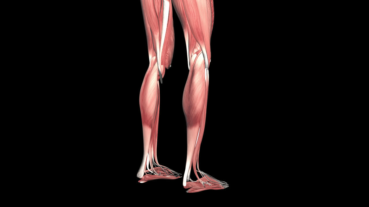 Human Leg Muscles Anatomy