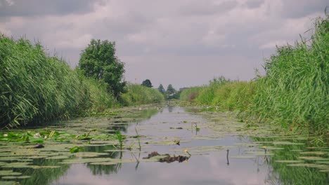 Hojas-Verdes-De-Jacinto-De-Agua-Flotando-En-Juncias-Y-Juncos-De-Agua