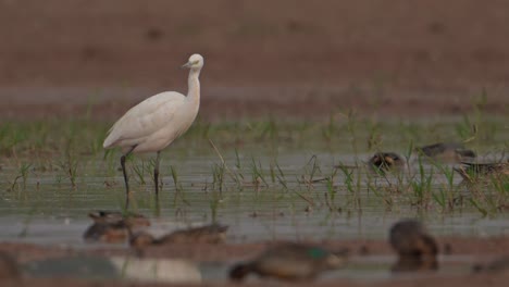 Seidenreiher-Und-Enten-Im-Feuchtgebiet