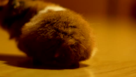 hamster turns free on a wooden table