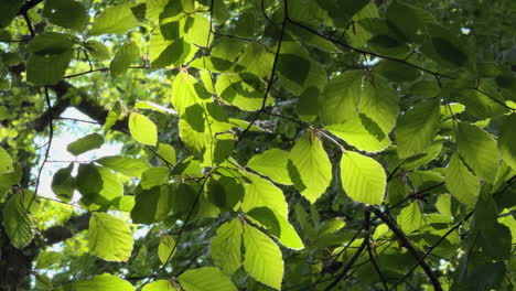 Sunlight-illuminates-the-lush-green-Beech-tree-leaves-gently-swaying-in-the-breeze,-Worcestershire,-England