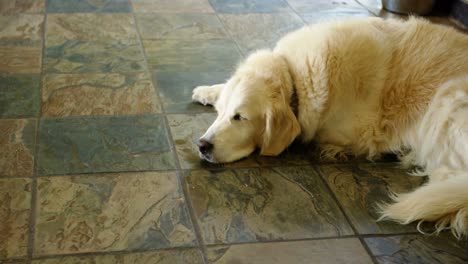perro relajándose en el suelo 4k