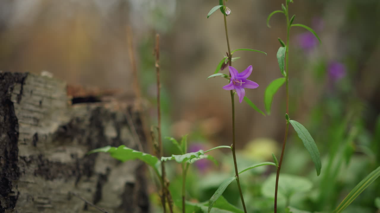 vista panorámica de la hermosa flor púrpura que florece junto al tronco del árbol cortado con fondo borroso de enfoque suave, pétalos vibrantes en contraste con el follaje verde