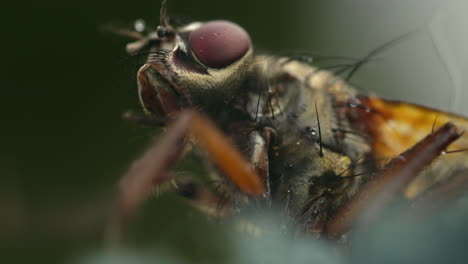 Low angle macro view of fly. Detail of insect