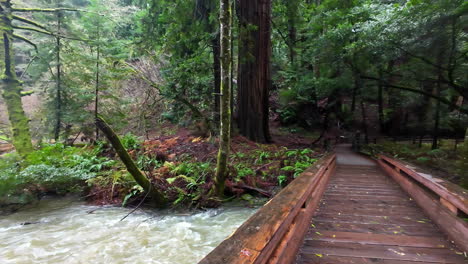 Promenade-Und-Umgestürzte-Bäume-über-Fließenden-Bach-Im-Muir-Woods-National-Monument-In-Mill-Valley,-Kalifornien