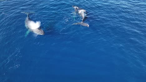 Madre-Ballena-Jorobada-Da-A-Luz-A-Un-Ternero-En-Los-Criaderos-De-Invierno-De-Hawaii