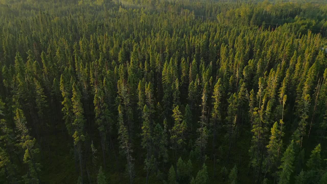 Aerial View of a Lush Evergreen Forest