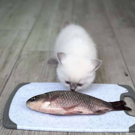 feeding cat with fish