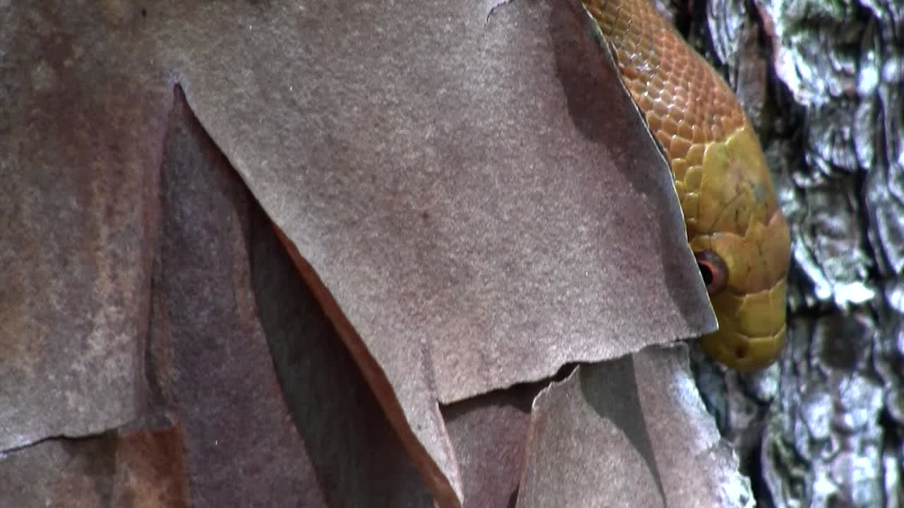 una serpiente de rata amarilla se desliza a través de un árbol en los everglades de florida 4