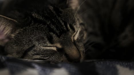 un hermoso gato doméstico gris tomando una siesta tranquila - primer plano