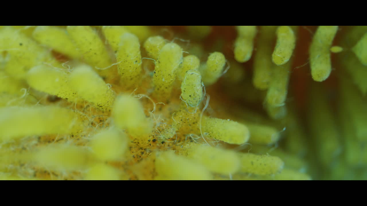Close-up view of a cleaning sponge