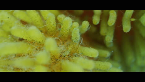 close-up view of a cleaning sponge