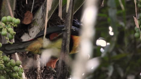 Colorful-Collared-Aracari-eating-small-fruit-with-its-beak,-in-a-tropical-forest