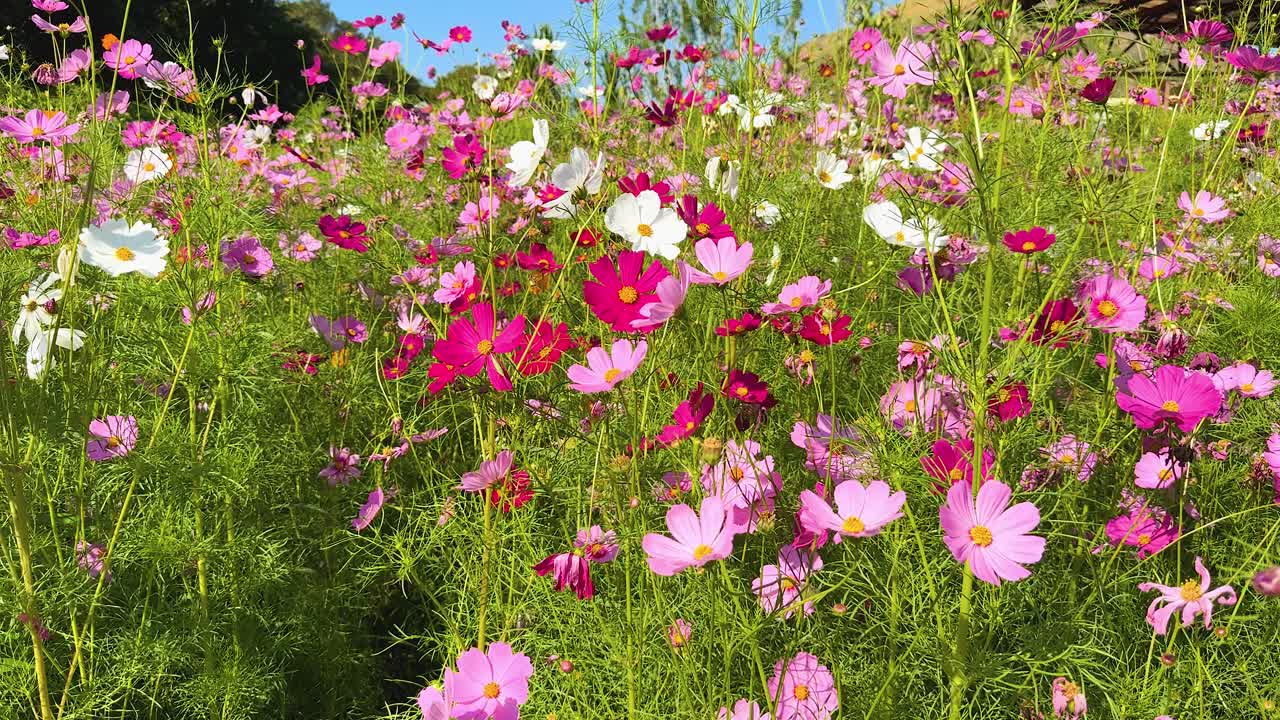 활기찬 우주 꽃