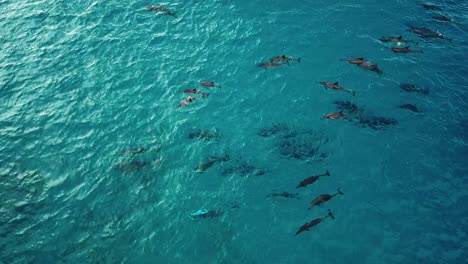 disparo de drones de una manada de delfines nadando juntos en el lado oeste de oahu