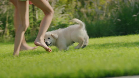 a playful puppy of a golden retriever runs after the children on the lawn in the backyard of the house. slow motion 4k video