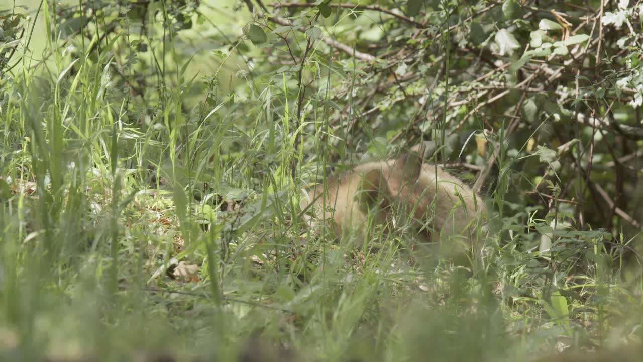 Red fox cub (vulpes vulpes) resting in a spring day, in a mediterranean forest, in Tiétar Valley, Spain