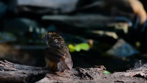 The-Abbot’s-Babbler-is-found-in-the-Himalayas-to-South-Asia-and-the-Southeast-Asia