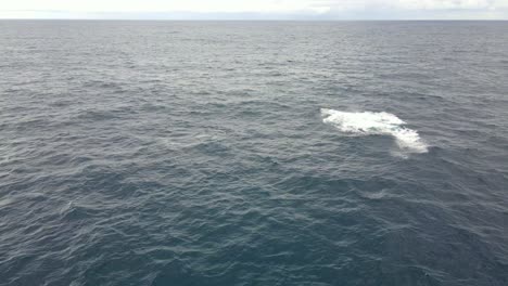 Humpback-Whale-Launch-Then-Land-On-Its-Back-Causing-Splash-Of-Water-In-Blue-Sea---Whale-Watching-In-Bondi-Beach,-NSW,-Australia