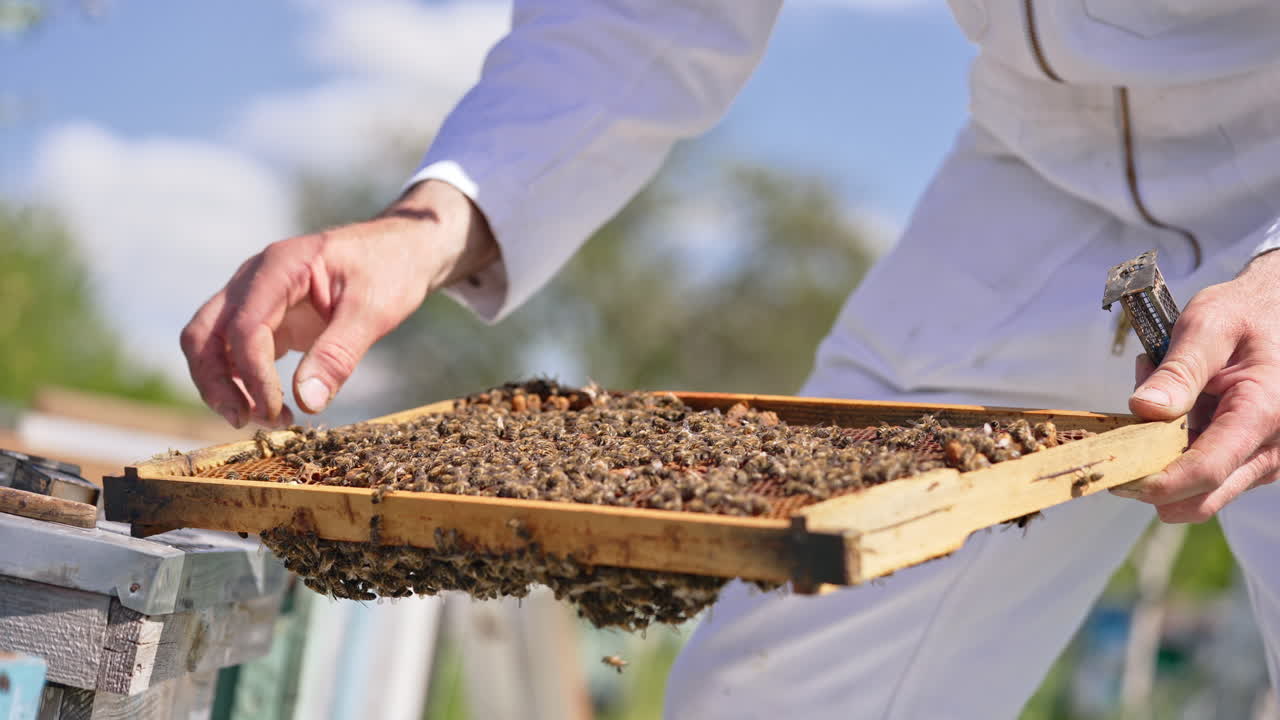 Male hands hold the frame totally covered with bee brood. Man tries to separate bee queen and put into tiny cage. Close up.