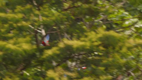 wide shot of scarlet macaw flock flying through the dense amazon rain forest canopy