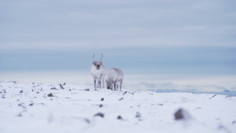 two curious reindeers in fresh snow covered mountain tundra