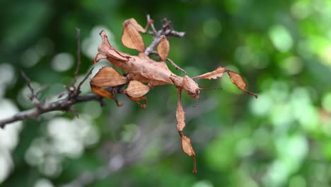 giant prickly stick insect, extatosoma tiaratum, motionless then moves a little making pulses, moves its entire body to reposition facing the camera, light and forest green bokeh at the background