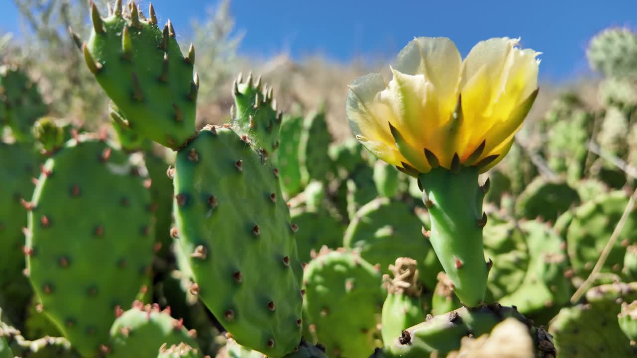 Close-up of a Prickly Pear Cactus in Bloom
