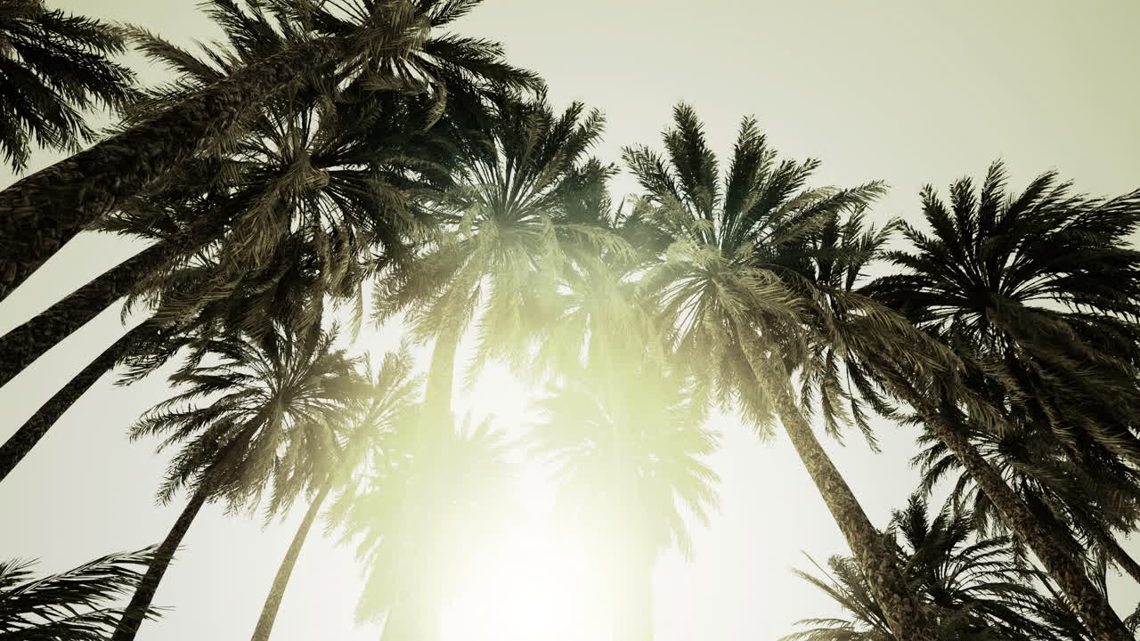 Tall palm trees stretch upward creating a canopy against a gentle light