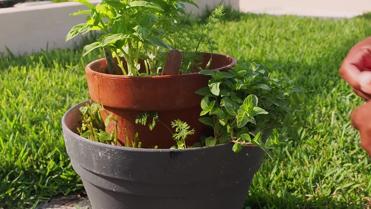 podar menta fresca de la olla